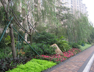 南京道路绿化